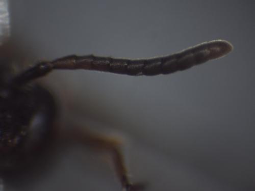 Nomada distinguenda
